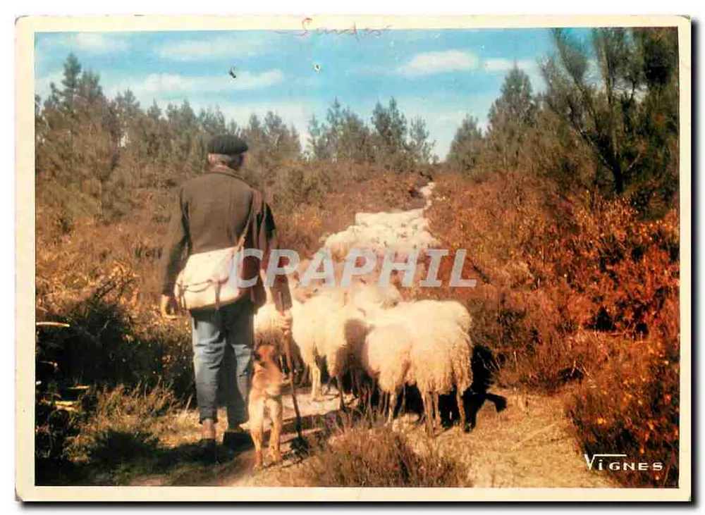 Bäuerin mit ihrer Herde — Weinberge — Verlag Vignes, Nr. 616 - Vorderseite