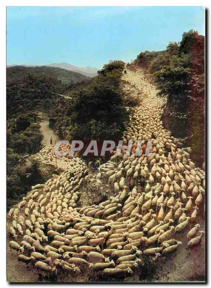 Transhumance — Die universelle Transhumance — Verlag: Images of France, Toulouse - Vorderseite