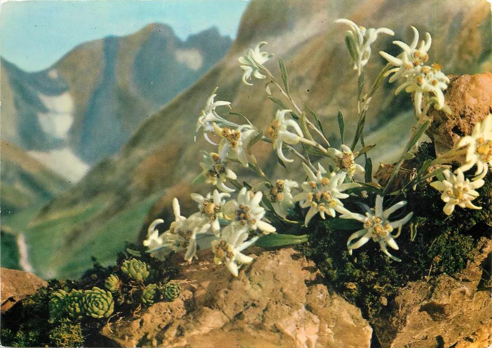 Edelweiss — Nas nossas montanhas — Édition Jeellary (Rhône) - Frente