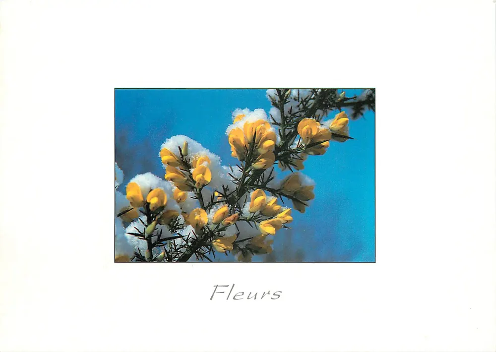 Flores — flores amarelas sob a neve — Flores - Frente