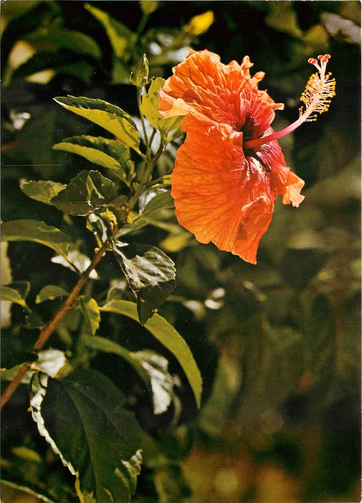 Flor de hibisco vermelho — enxertado — editor Samedan AG, n° 354 - Frente