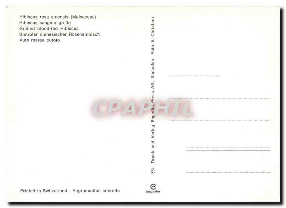 Flor de hibisco vermelho — enxertado — editor Samedan AG, n° 354 - Verso