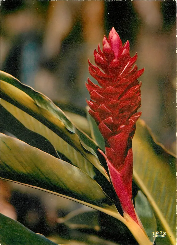 Flor de Alpinia — FLEURS DES ANTILLES — editor IRIS, n°5422 - Frente