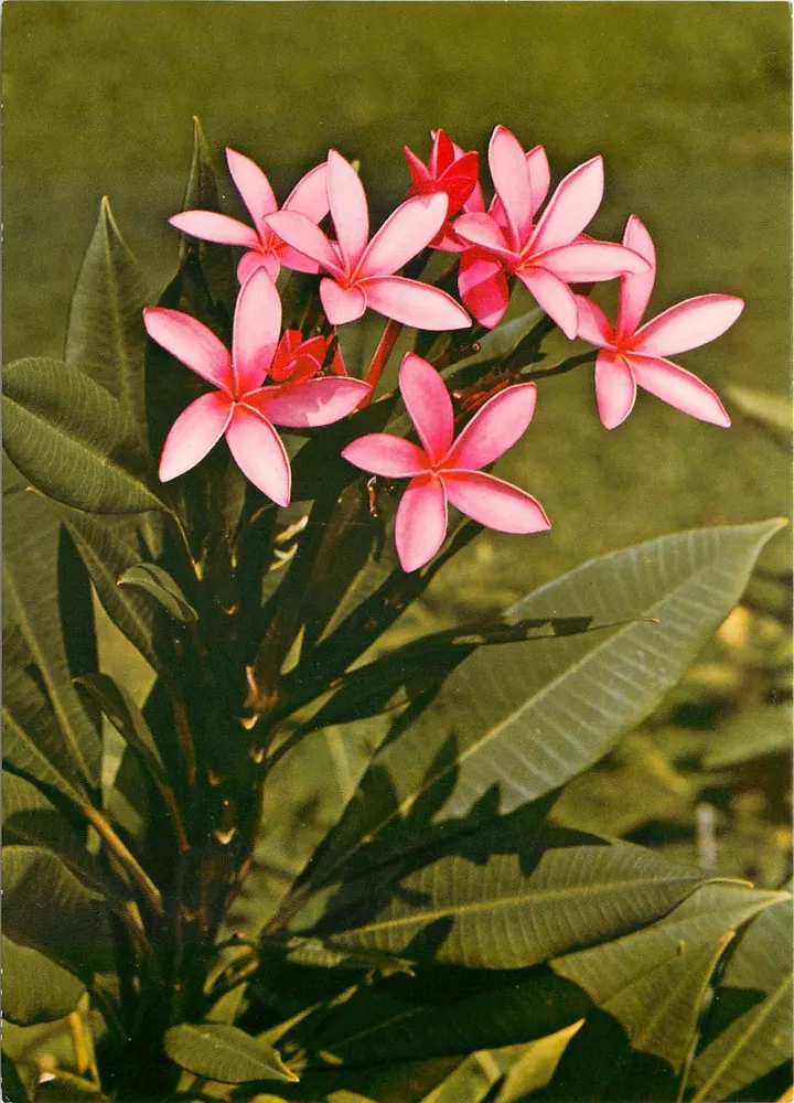 Flores de frangipani rosa — Plumeria rubra — Sammedan AG - Frente