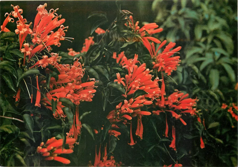 Bégnonia Vénusta — Flores laranja vivas — Edições Jean-Jacques Cladère, n°45 - Frente