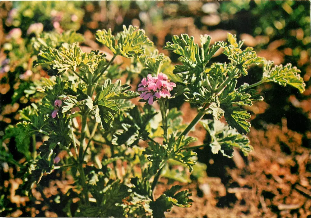 Flores de gerânio — Série Atual N°45 — SOGEPRO Christian Fontaine - Frente