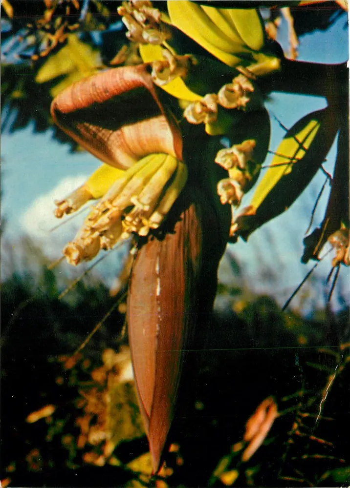 Bananeira em flor — Reunião — Hachette Iris Mexichrome n°4 - Frente