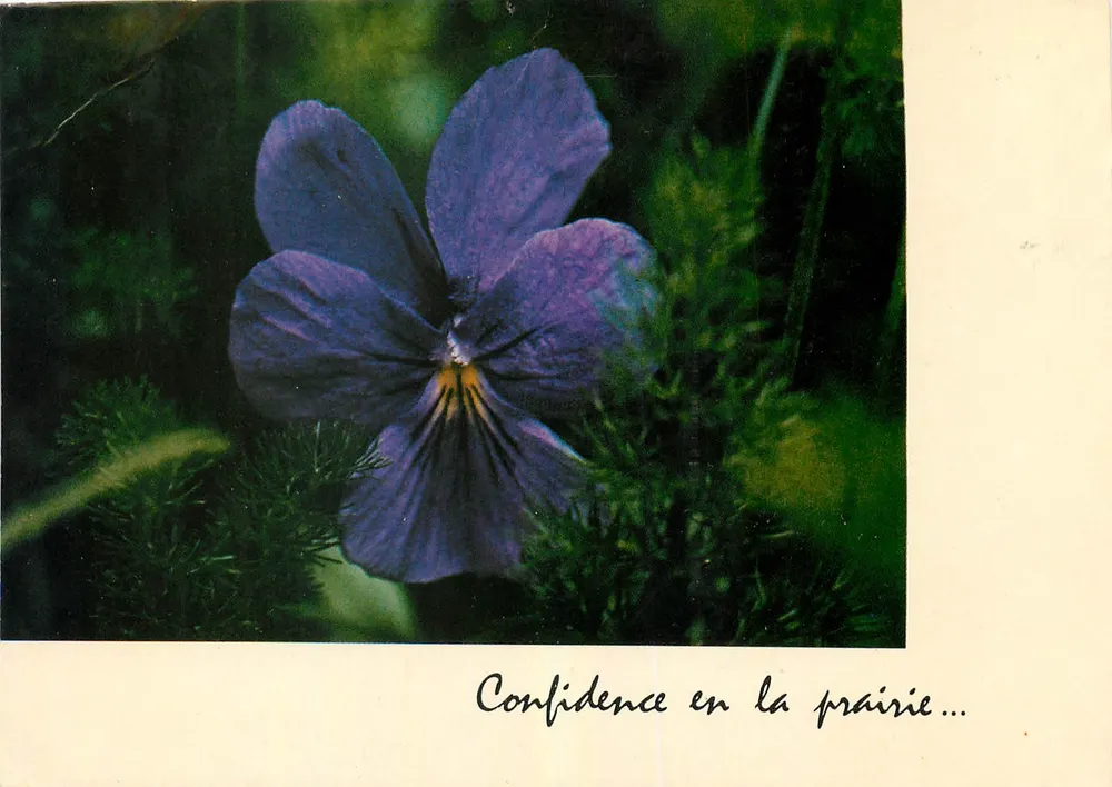 Viola in prateria — Confidenza in prateria... — Edizioni di Clervaux n. 18 - Recto