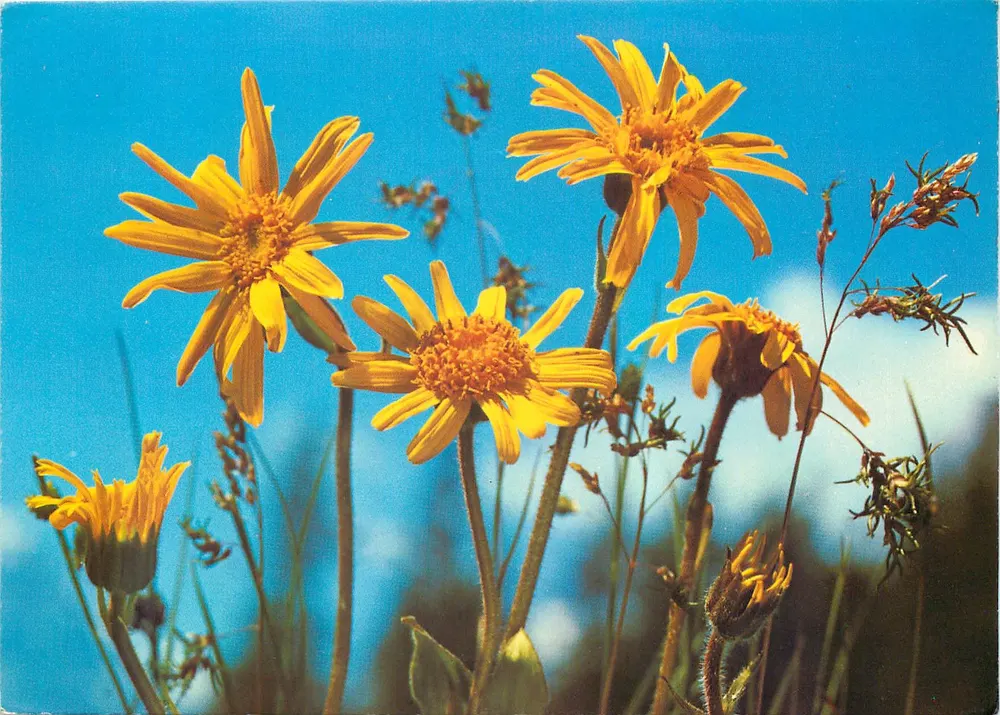 Flores de montanha — Arnica — Combièr Interd, Imprimerie - Frente