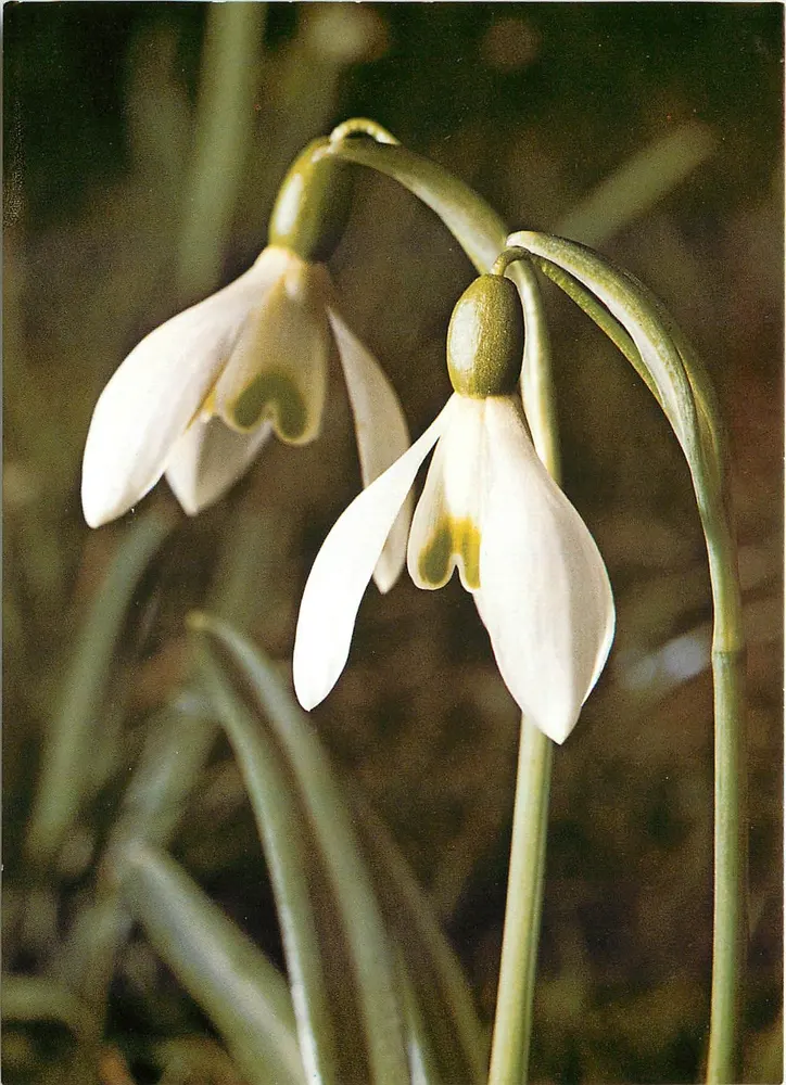 Snowdrop — Galanthus nivalis L. — Samedan AG - Frente