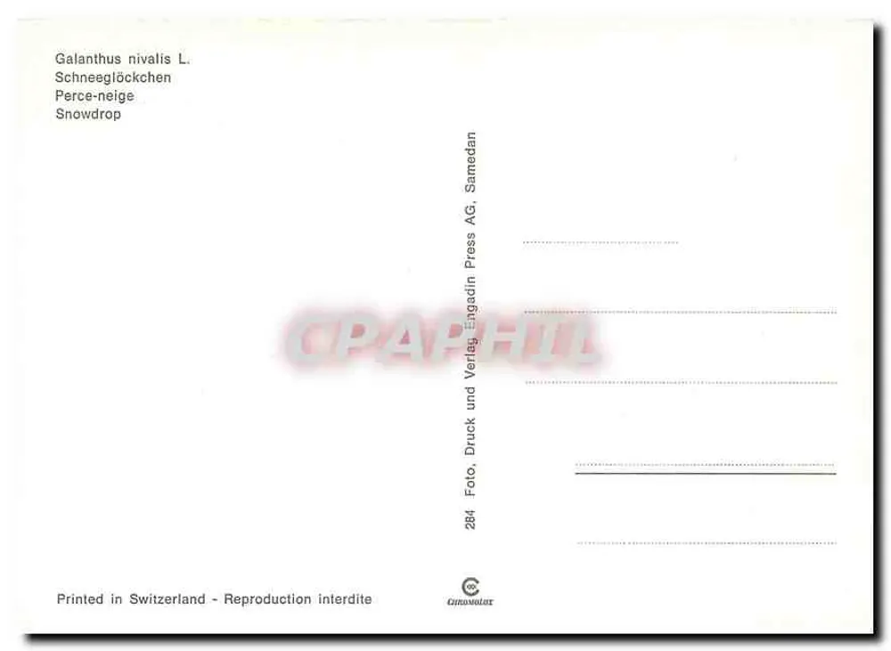 Snowdrop — Galanthus nivalis L. — Samedan AG - Verso