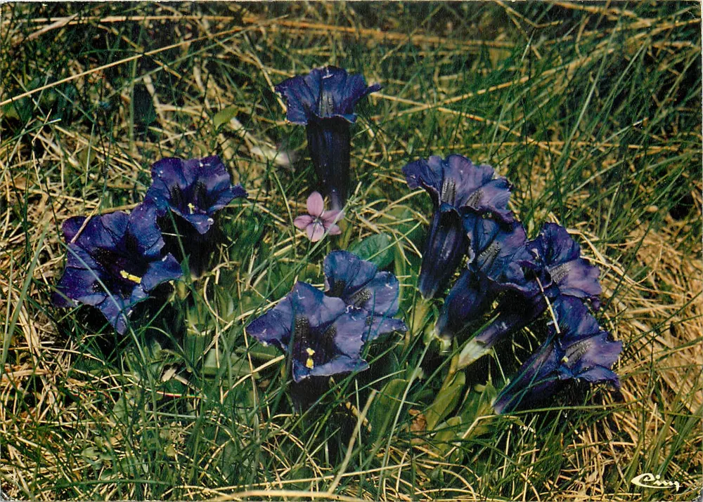 Flores de montanha — Gentiana — Comblier Imprimeur Mâcon - Frente