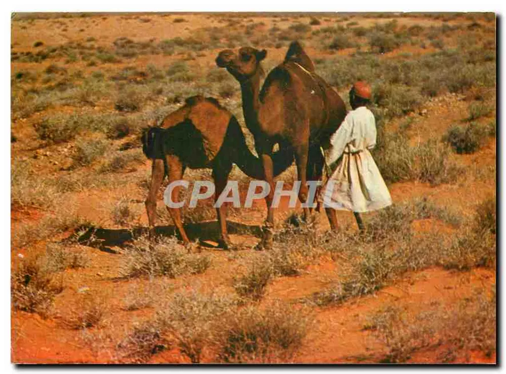 Pustynia Tunezyjska — scena życia lokalnego — Towarzystwo Cartiarge, Tunis - Awers