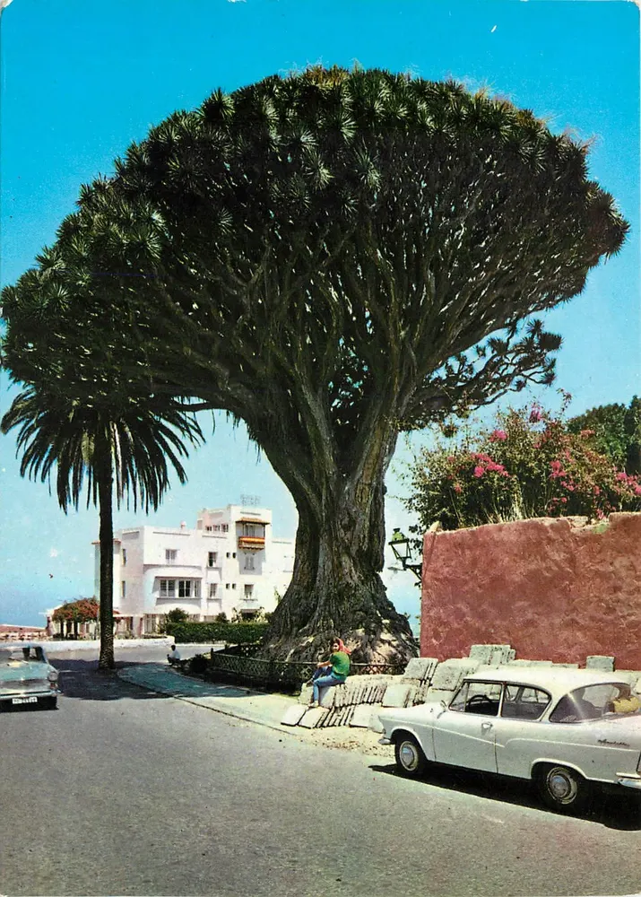 El Drago — Tenerife — Edições ARIBAS, série 2.180-ICOD - Frente