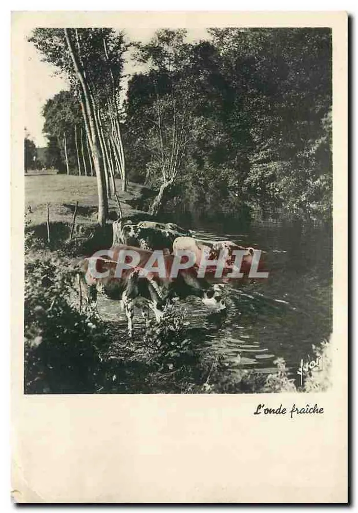 Kühe in einem Fluss — Das frische Wellen — n°104 - Vorderseite