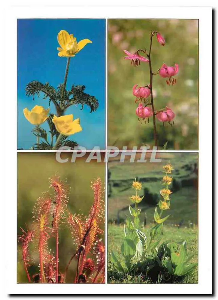 Die Flora des Massif Central — Leidende Anemone, Martagon-Lilie, Drosera, Große Gelbe Gentian — Éditions Bos - Vorderseite