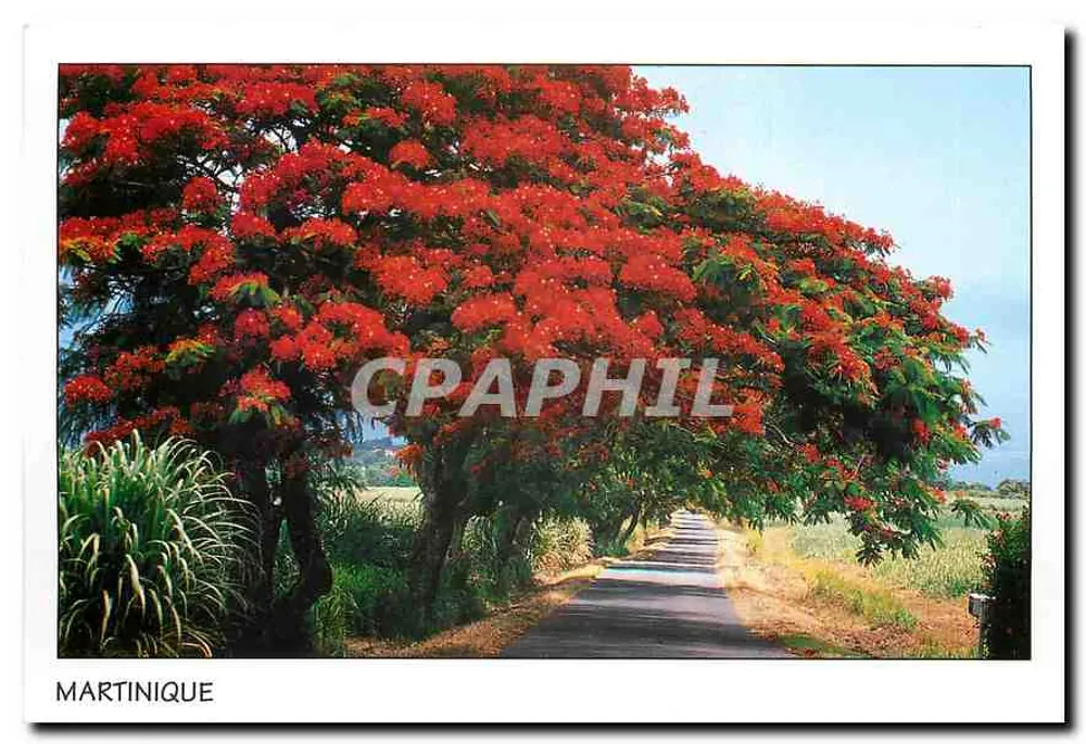 Martinique — Allée ombragée de fleurs rouges - Recto