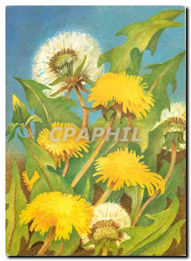 Dandelion — flores amarelas e brancas — Heli Ihm & Sohn, Hannover, PK-817 - Frente