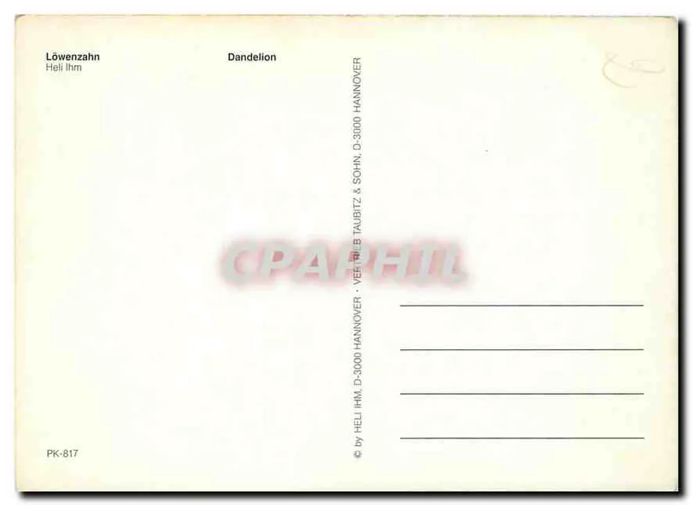 Dandelion — flores amarelas e brancas — Heli Ihm & Sohn, Hannover, PK-817 - Verso