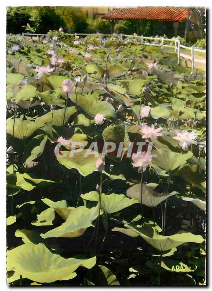 पार्क के लोटस — बार्बोटन (जर्स) — होरिज़न के संग्रह - आगे