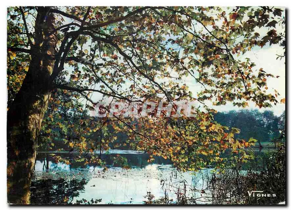 Visage des Landes — Herbstlandschaft am étang d'Uza — Vignes - Vorderseite