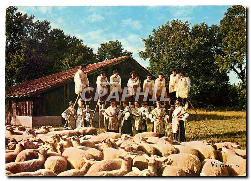 Folklore-Gruppe der Landes — Seignosse — Weinberge - Vorderseite