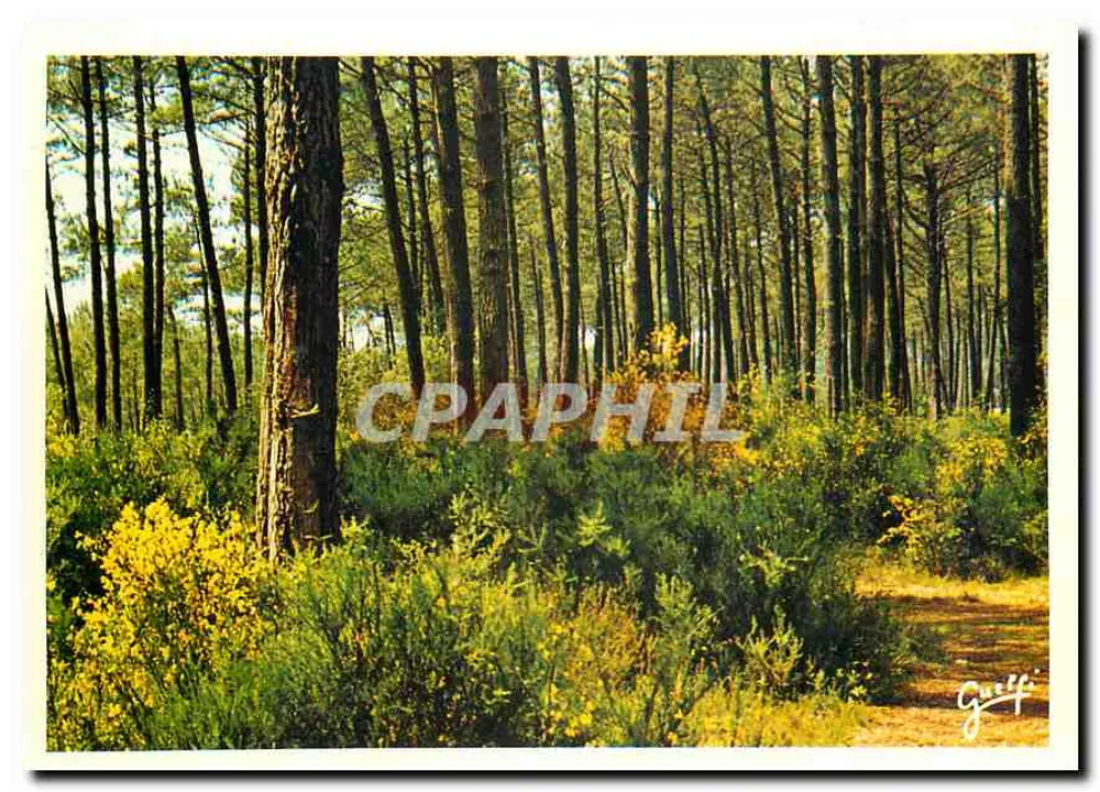 Forêt de pins — Landes — Édition Guffi - Recto