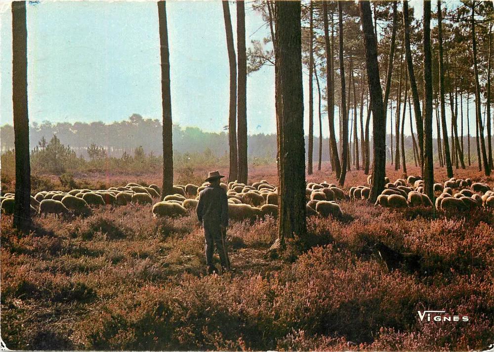 Visage des Landes — Herde Schafe am Morgen — Vignes - Vorderseite