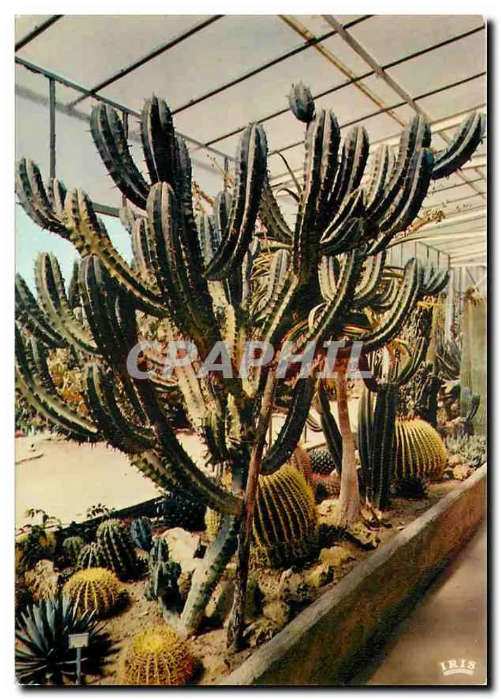 Exotischer Garten von Sanary-sur-Mer — Kakteen in der Gewächshaus — Editions 'MAR' Nice - Vorderseite