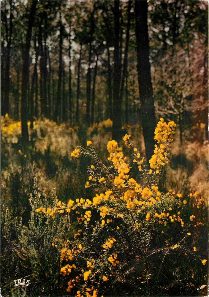 Florestas de Landais — Ervas e flores amarelas — IRIS - Frente