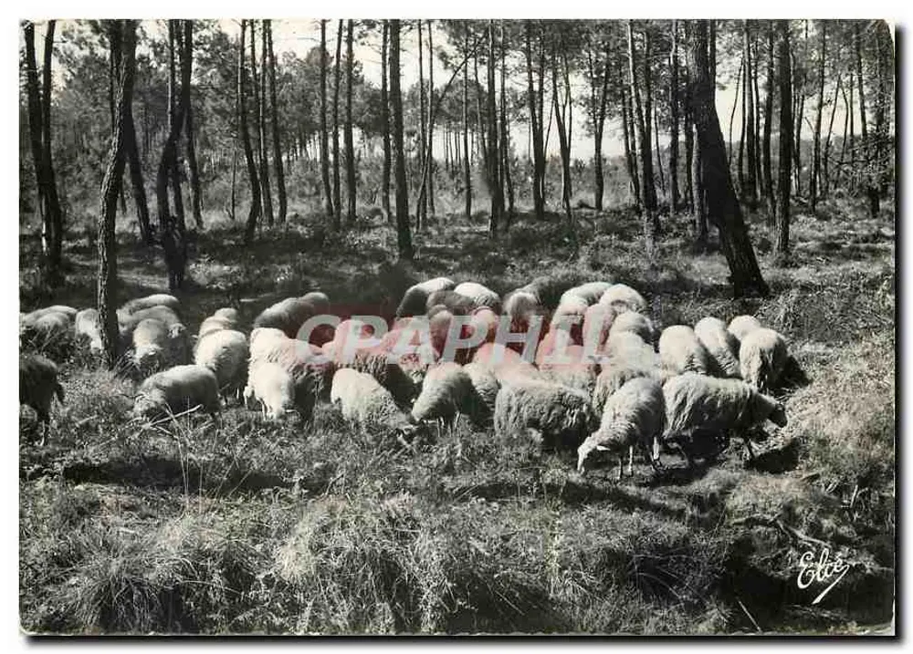 Sheep Grazing — Publisher: Edite — Series 13109 - Front