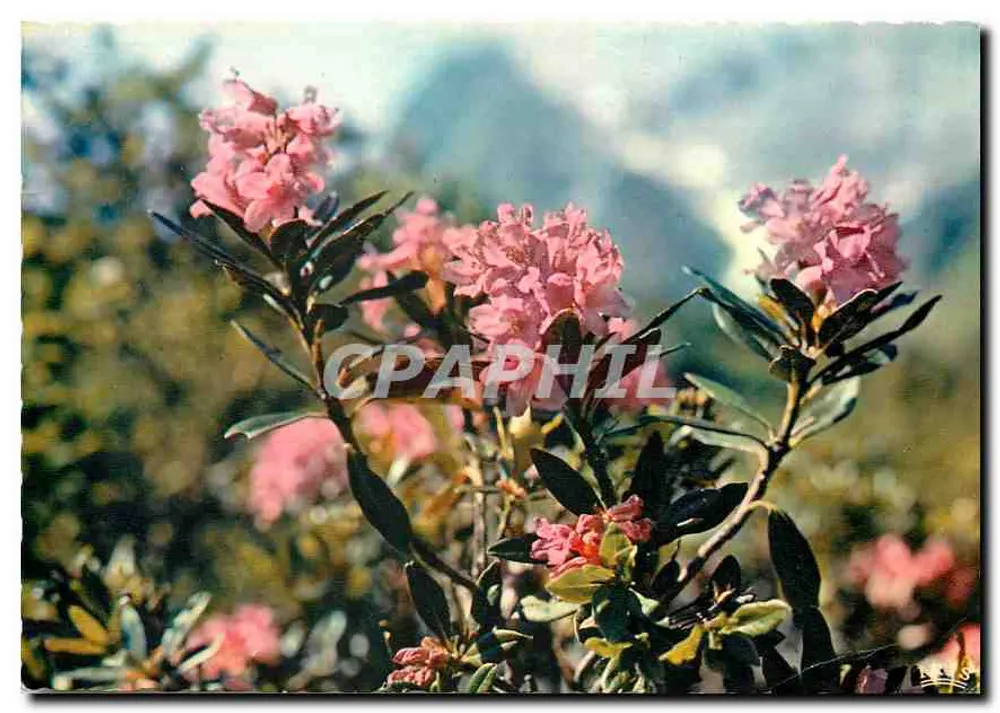 पर्वतीय फूल — रोडोडेंड्रॉन फेररुजिनियम — एडिटर लुमिको, संख्या 1514 - आगे