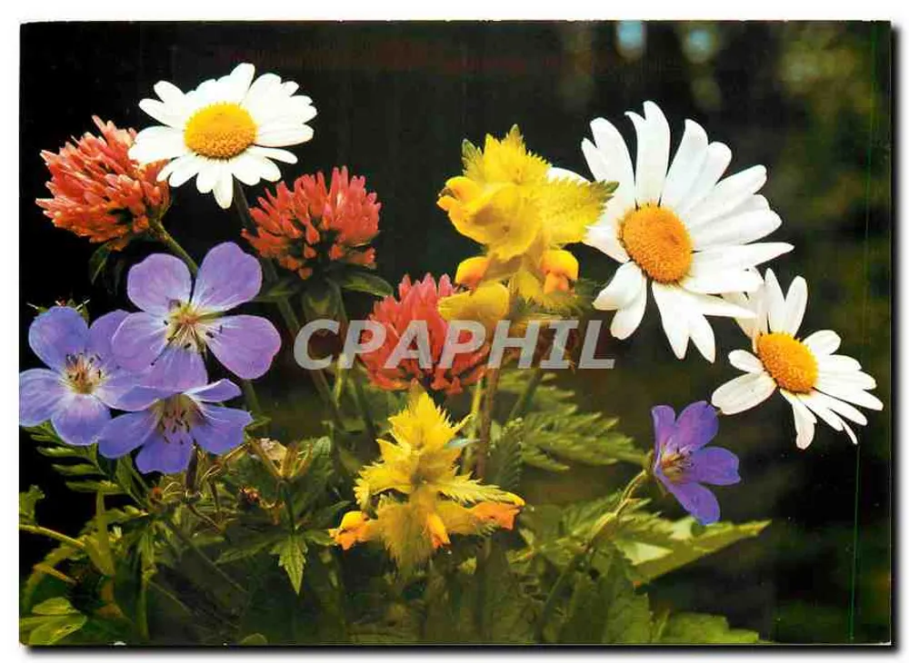 Flores de primavera — Wiesenblumen — Fotokunst Groh, München 70 - Frente