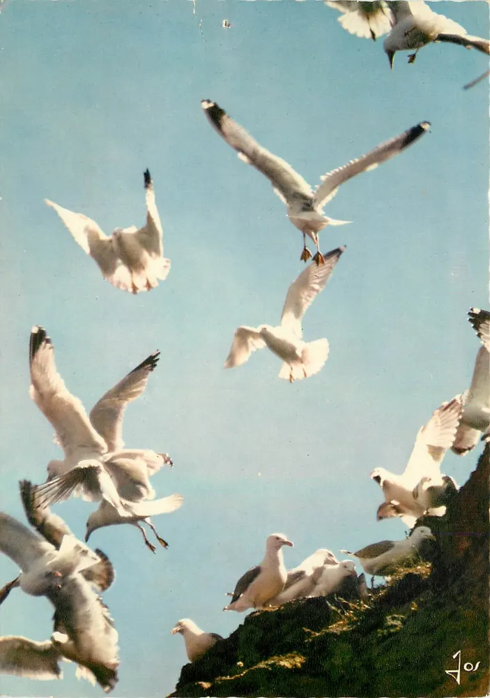 Vögel der Bretagne — Silbergänse — Editions d'Art Jos, n° MX 1083 - Vorderseite