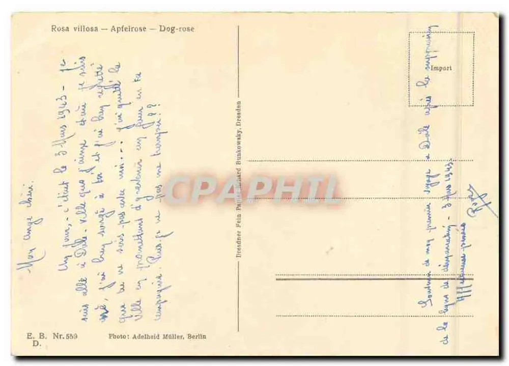 गुलाबी गुलाब — रोज़ा विलोसा — प्रकाशक ई. बी. संख्या 559, बर्लिन - पीछे