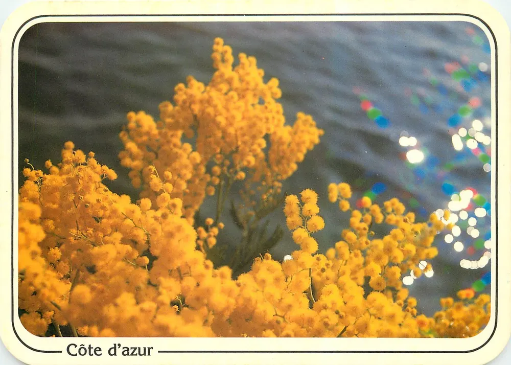 Mimosas em flor — Costa Azul — Presse Diffusion - Frente