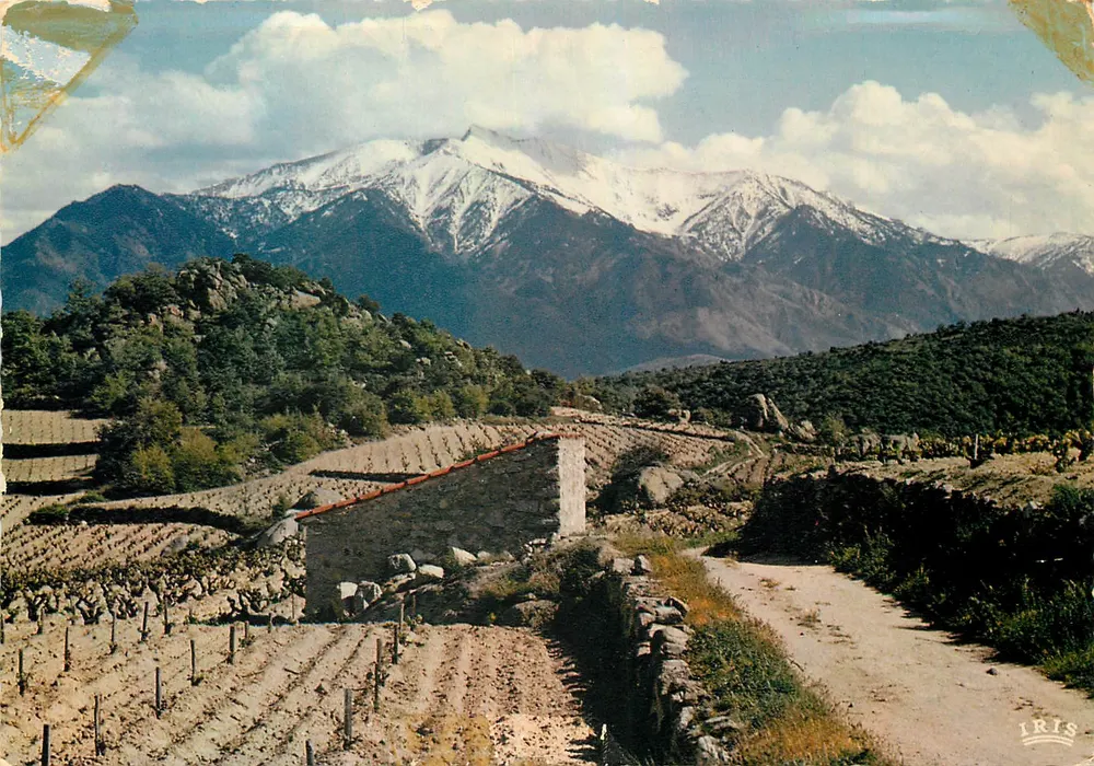 Il Roussillon — Il massiccio del Canigou 2785 m, in primavera — Éditions Diplomate, n° 66/281 - Recto