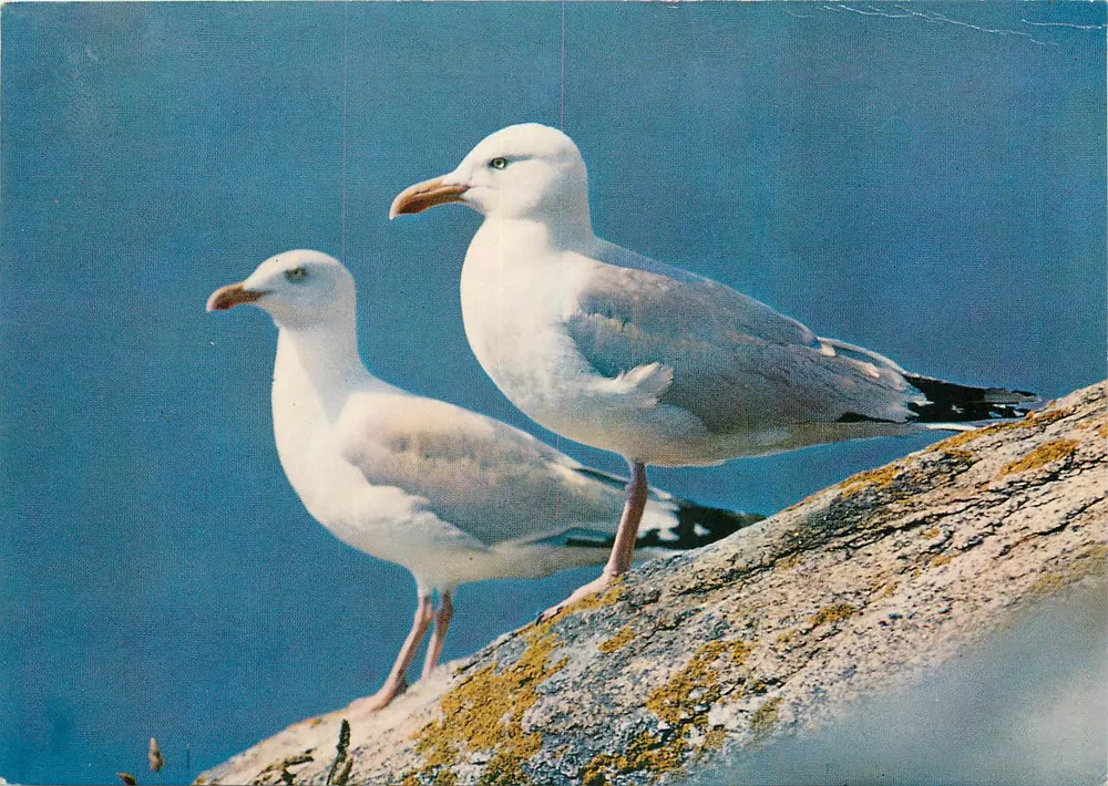 Paar silberner Gänse (Larus Argentatus) — Bekannte der Häfen und Küsten, wo sie nisten — Éditions Art & Cie, Saint-Jeurel - Vorderseite