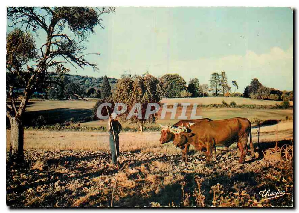 Paysage rural avec vaches et berger — La Haute-Vienne — Éditions Médicis, Limoges, n°112 - Recto