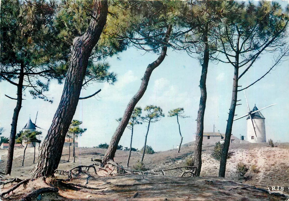 Paisagem do bocage — Vendeé — editor IRIS, n° 85-117 - Frente