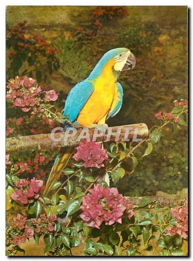 Ara ararauna — Jardín Exótico & Zoo Sanary-Bandol — Les Éditions Chrome - Anverso