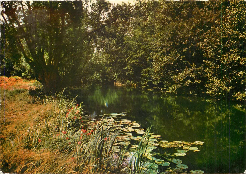 Paesaggio di fiume con ninfee — L'Yerres — Ed. 'Images de France' n° 16 - Recto