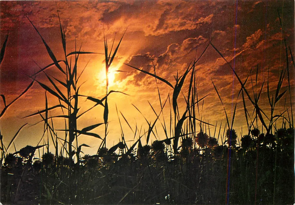Céu crepuscular no pântano — Costa Atlântica — Edição Sarreguemines n° 078 - Frente