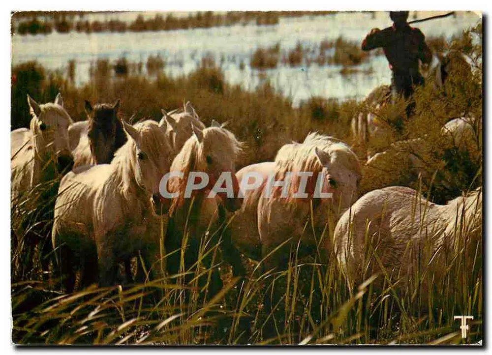 Camargue-Pferde in den Teichen mit ihrem Herdsman — V. 122 — Éditions de Saint-Fortuné-Cézanne, 34480 Saint-Martin-de-Londres - Vorderseite