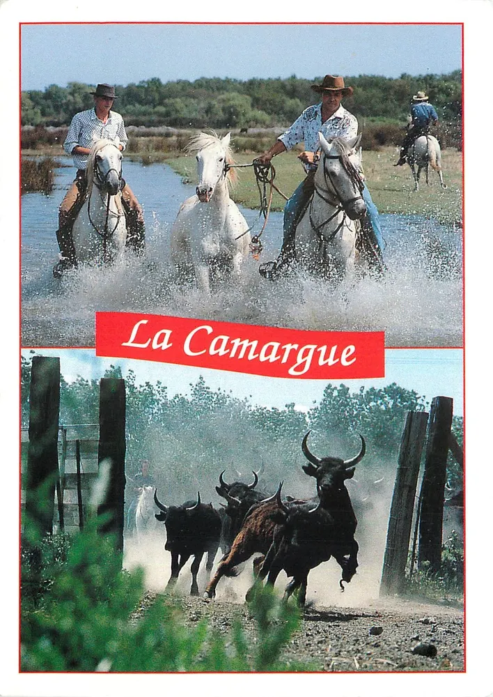 The Camargue — Horses, Bulls — Photo Pierre Aupanel, 30000 PP 410 - Front