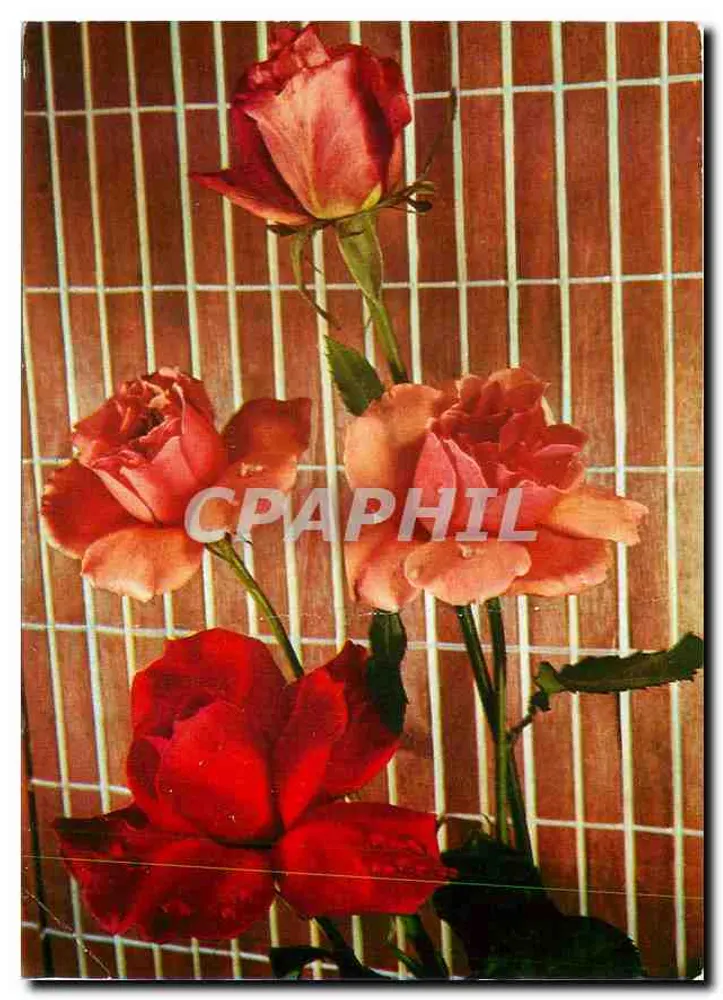 Roses — bouquet de quatre roses rouges et orangées sur fond de bambou — imprimé 'Printed in Italy' et n° 4500/62 - Frente