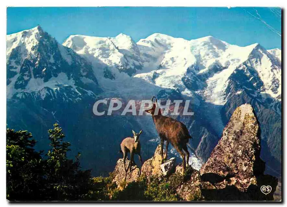 Chamois am Brévent-Pass — Mont-Blanc — Cliché Gay Cottet, Chamonix - Vorderseite