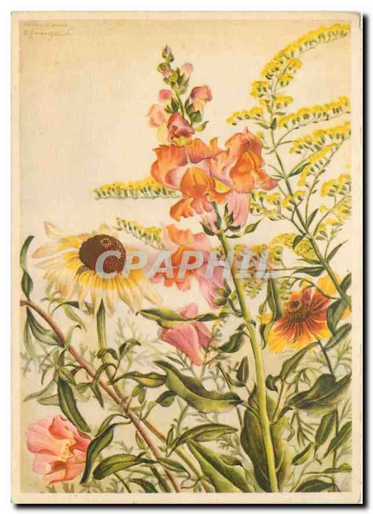 Flores selvagens — ilustração botânica — F.A. Ackermanns Kunstverlag, München 2, série 10047 - Frente