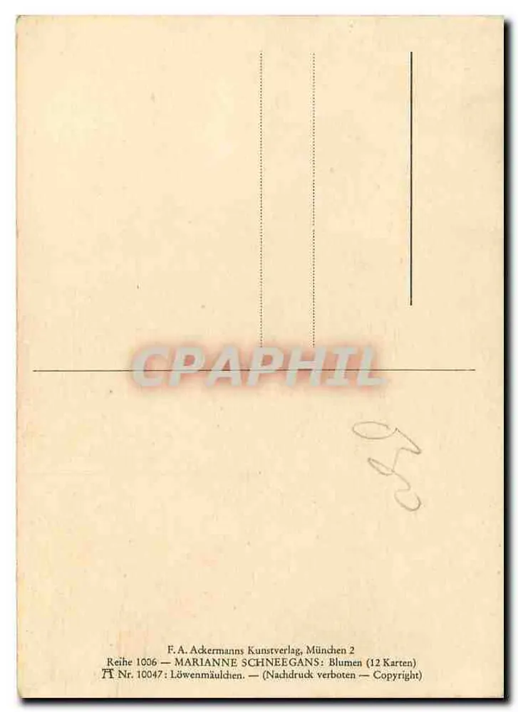 Flores selvagens — ilustração botânica — F.A. Ackermanns Kunstverlag, München 2, série 10047 - Verso