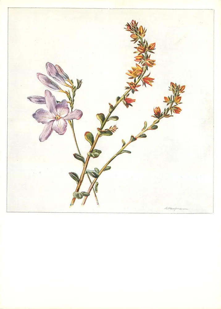 Flores botânicas — ilustração botânica — A. Kaufmann, n° 5356 - Frente